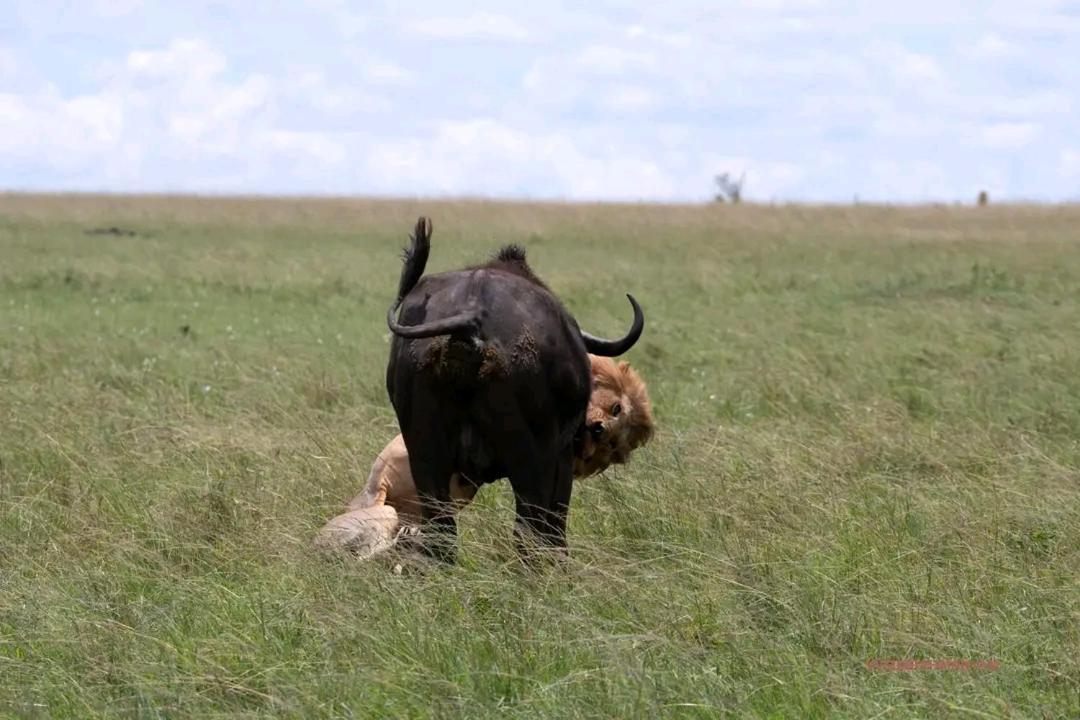 Ilkerin Camp Maasai Mara Bed & Breakfast Sekenani Exterior photo